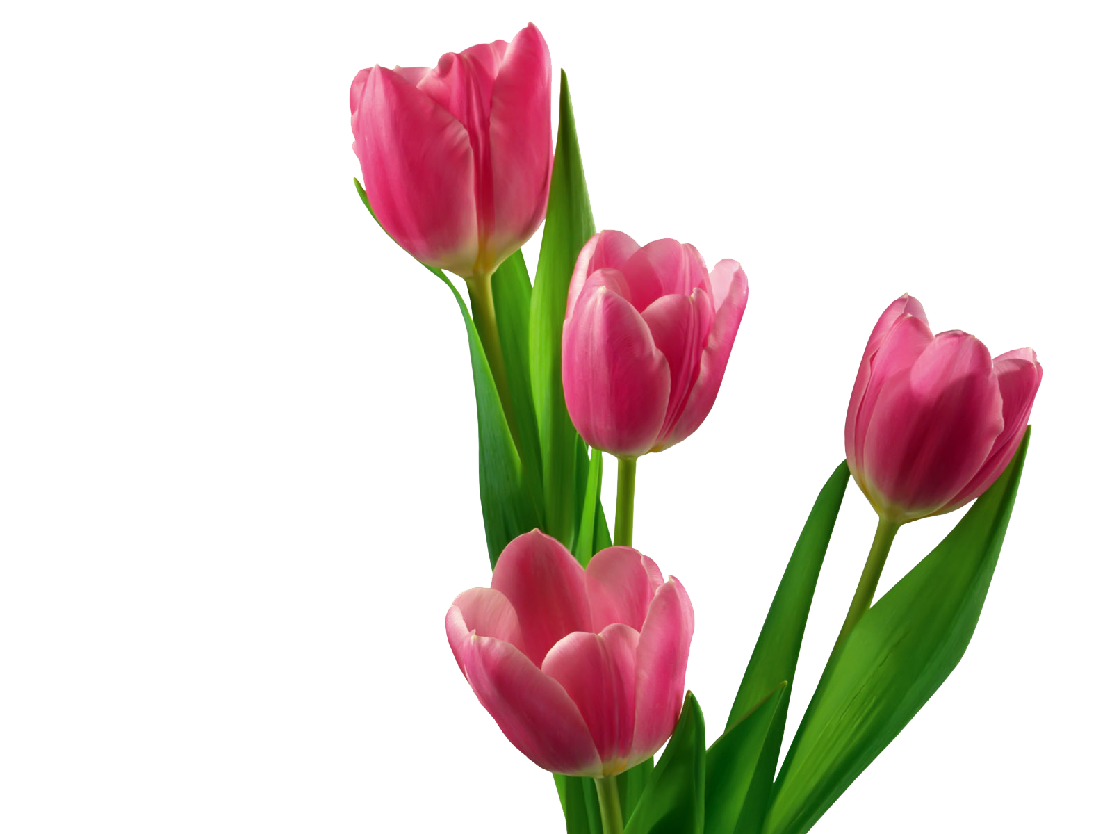 Tulpen