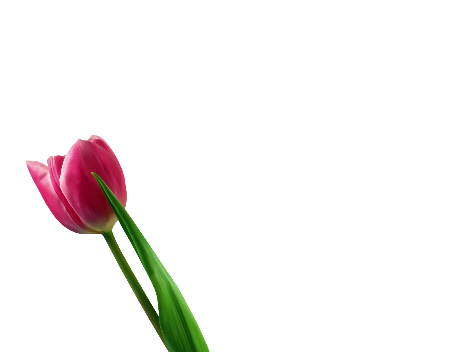 Tulpen